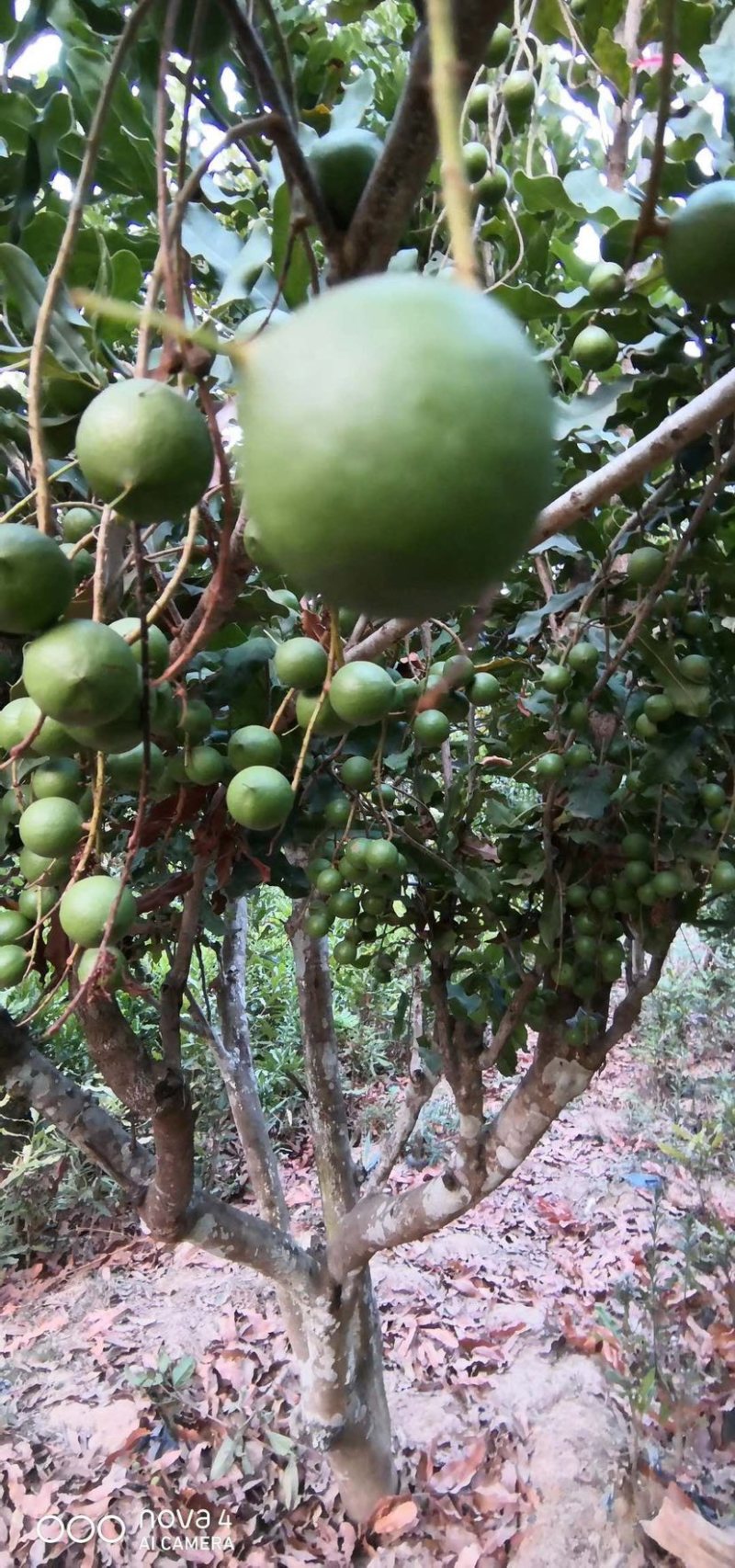 澳洲坚果苗，澳洲坚果嫁接苗，夏威夷果苗，基地直供，不零售