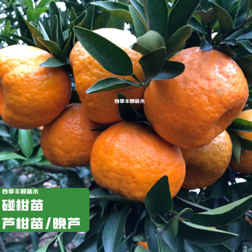 碰柑苗芦柑苗/早熟/晚熟芦柑苗基地现挖指导种植柑橘苗