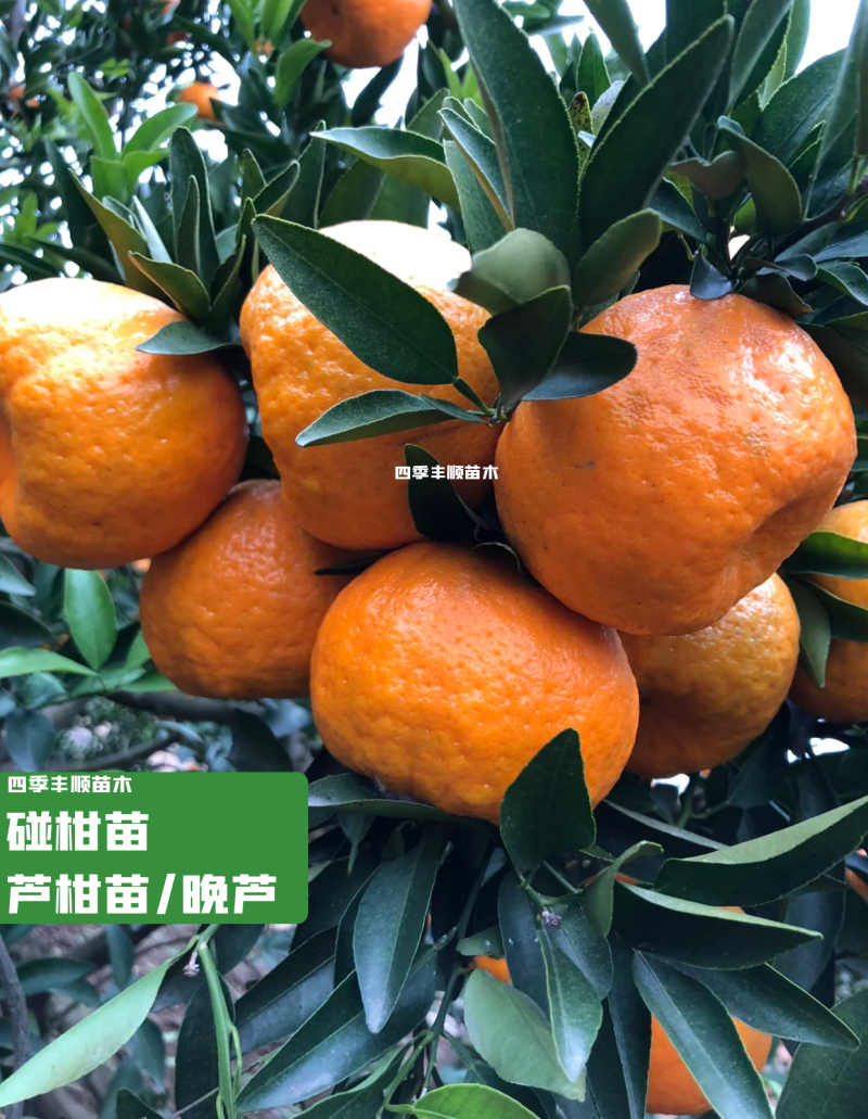 碰柑苗芦柑苗/早熟/晚熟芦柑苗基地现挖指导种植柑橘苗