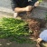 碰柑苗芦柑苗/早熟/晚熟芦柑苗基地现挖指导种植柑橘苗