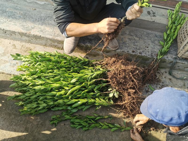 碰柑苗芦柑苗/早熟/晚熟芦柑苗基地现挖指导种植柑橘苗