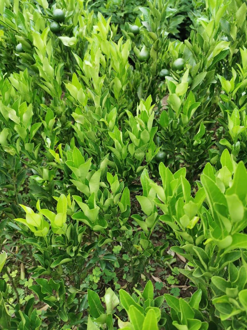 碰柑苗芦柑苗/早熟/晚熟芦柑苗基地现挖指导种植柑橘苗