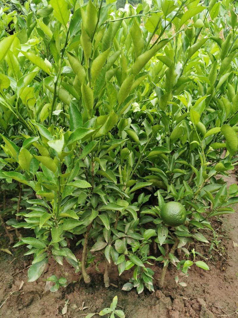碰柑苗芦柑苗/早熟/晚熟芦柑苗基地现挖指导种植柑橘苗