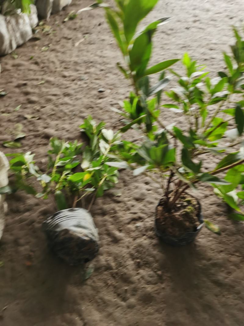 毛鹃毛鹃小苗毛鹃杯苗夏鹃紫鹃20一50公分高