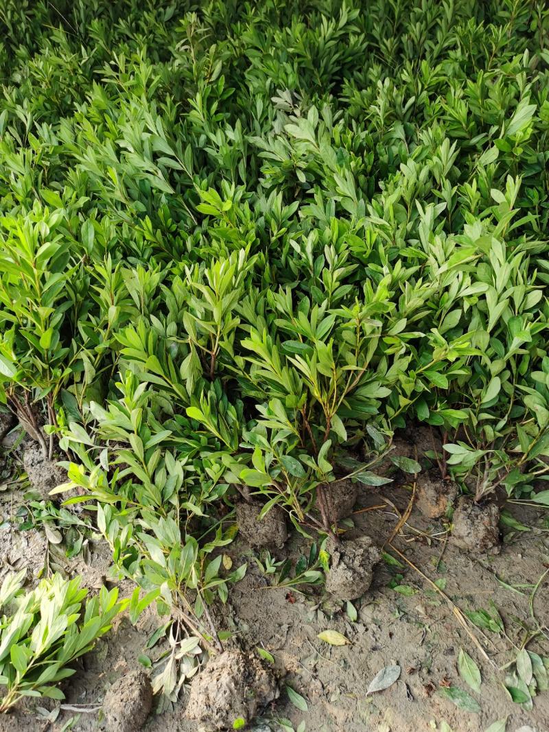 毛鹃毛鹃小苗毛鹃杯苗夏鹃紫鹃20一50公分高
