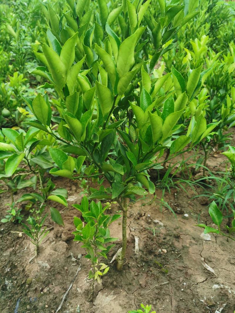碰柑苗芦柑苗/早熟/晚熟芦柑苗基地现挖指导种植柑橘苗