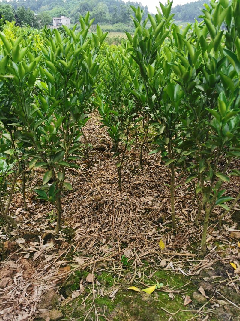 碰柑苗芦柑苗/早熟/晚熟芦柑苗基地现挖指导种植柑橘苗