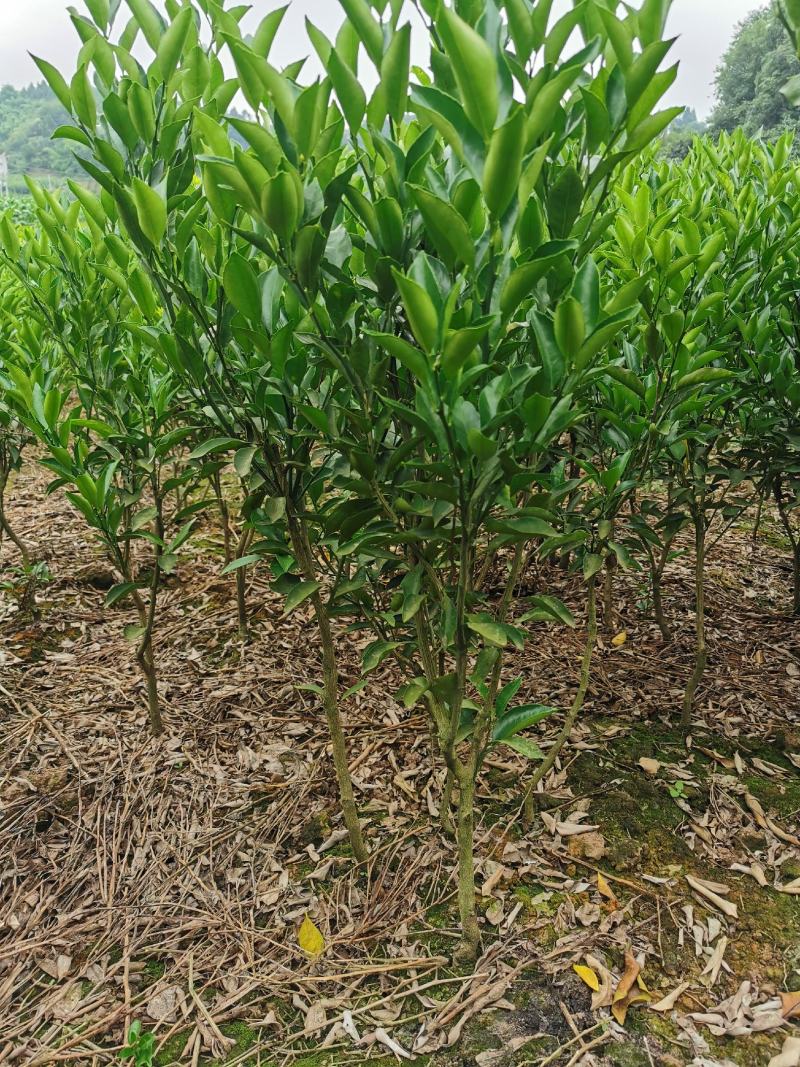 碰柑苗芦柑苗/早熟/晚熟芦柑苗基地现挖指导种植柑橘苗