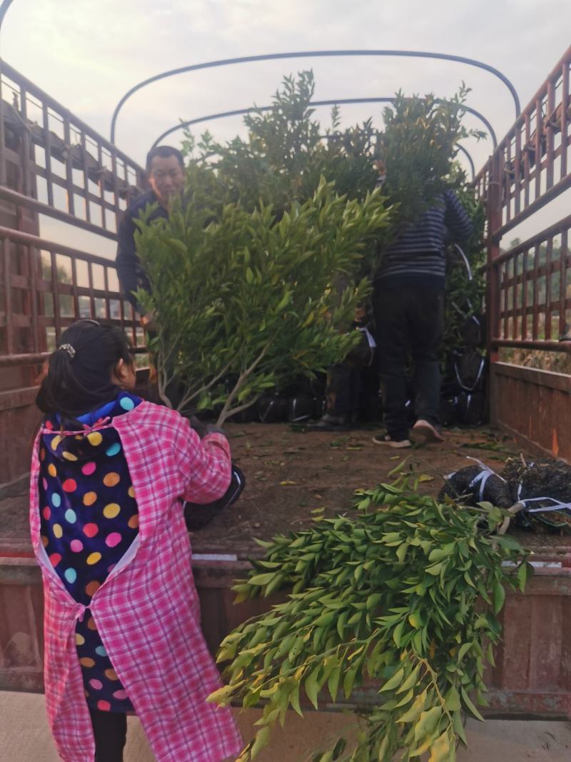 碰柑苗芦柑苗/早熟/晚熟芦柑苗基地现挖指导种植柑橘苗