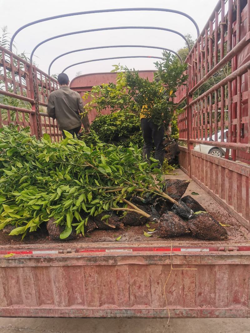 碰柑苗芦柑苗/早熟/晚熟芦柑苗基地现挖指导种植柑橘苗