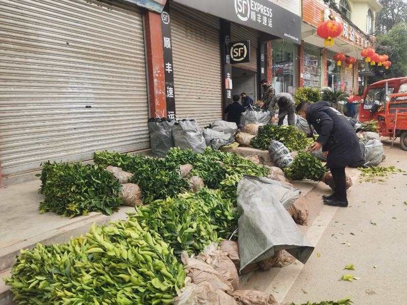 碰柑苗芦柑苗/早熟/晚熟芦柑苗基地现挖指导种植柑橘苗