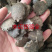 中药材木鳖子木别子干净无杂货品质量保证