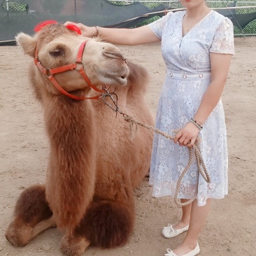 自家养殖乘骑骆驼，拍照骆驼，拉车骆驼，观赏骆驼，欢迎选购