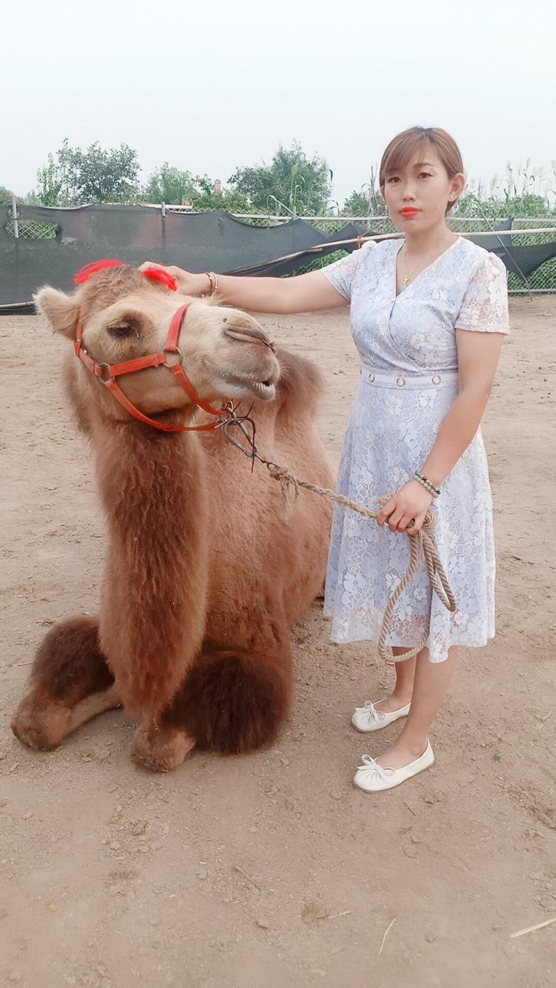 自家养殖乘骑骆驼，拍照骆驼，拉车骆驼，观赏骆驼，欢迎选购