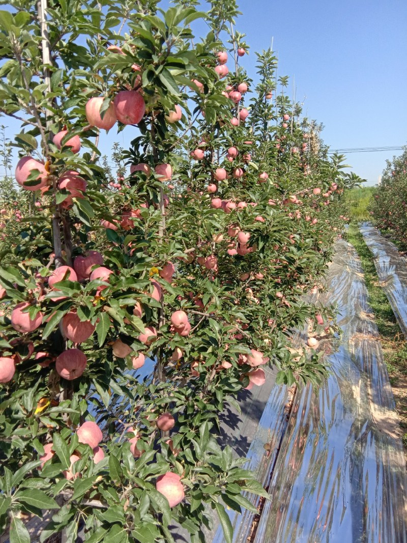 陕西洼里红苹果新货现摘现发口感好品质佳