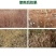 斩刀甲嘧磺隆荒地工厂铁路专用除草剂杂草一扫光烂根除草剂
