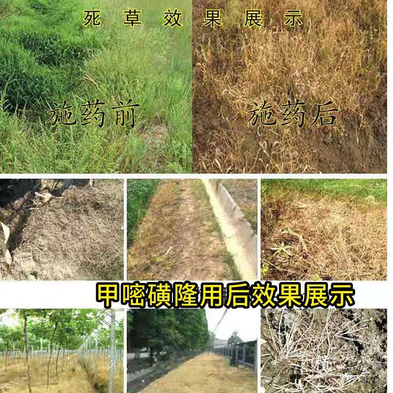 斩刀甲嘧磺隆荒地工厂铁路专用除草剂杂草一扫光烂根除草剂