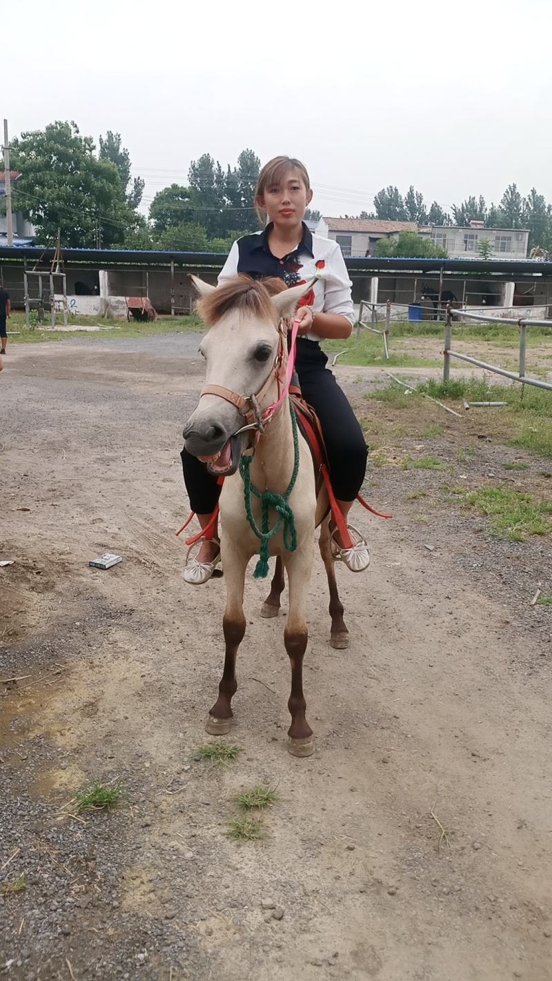 我厂养殖德宝矮马，品种齐全，价格物美，欢迎大家前来选购。