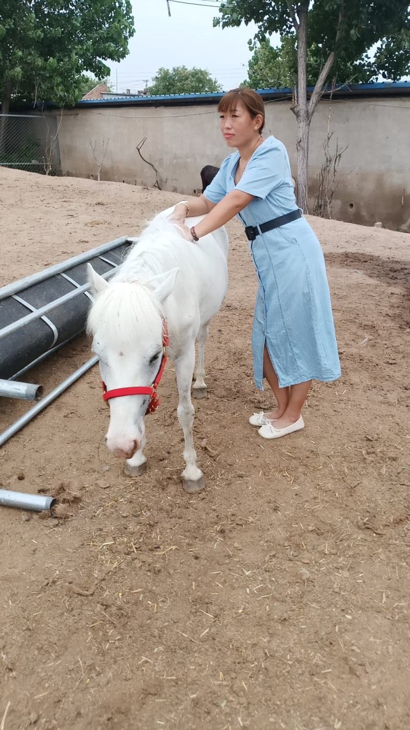 我厂养殖德宝矮马，品种齐全，价格物美，欢迎大家前来选购。
