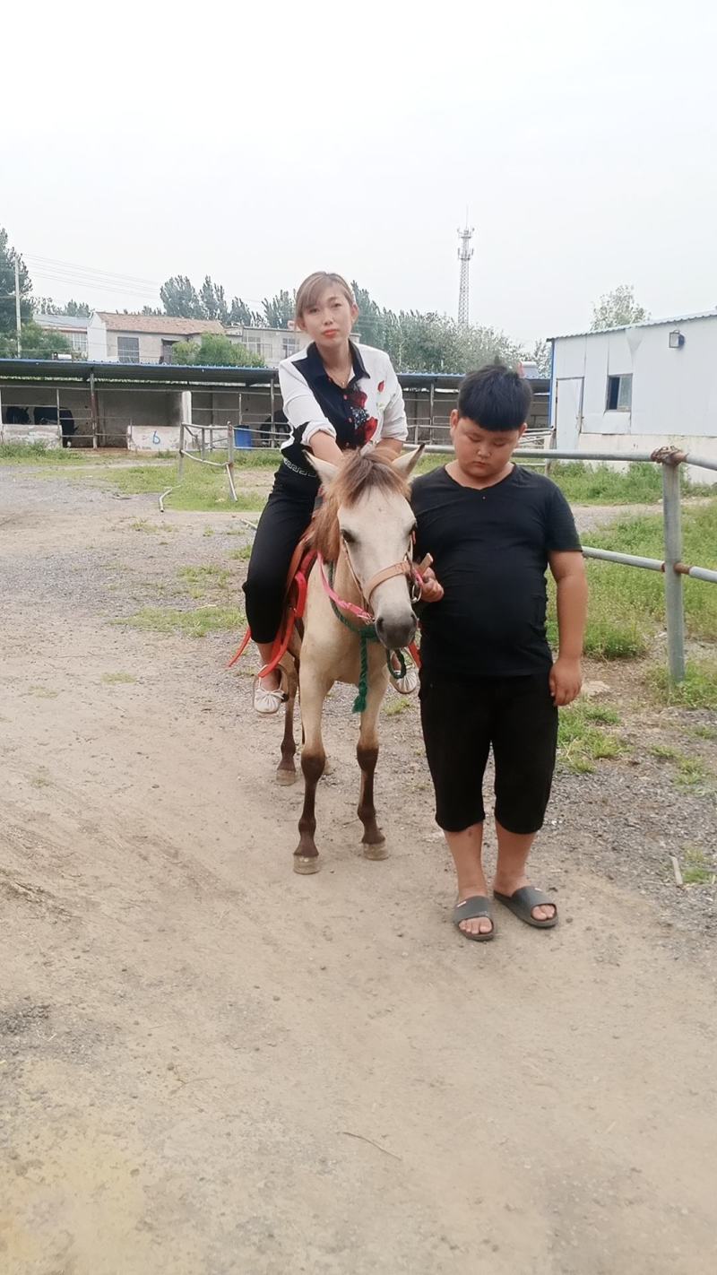 我厂养殖德宝矮马，品种齐全，价格物美，欢迎大家前来选购。