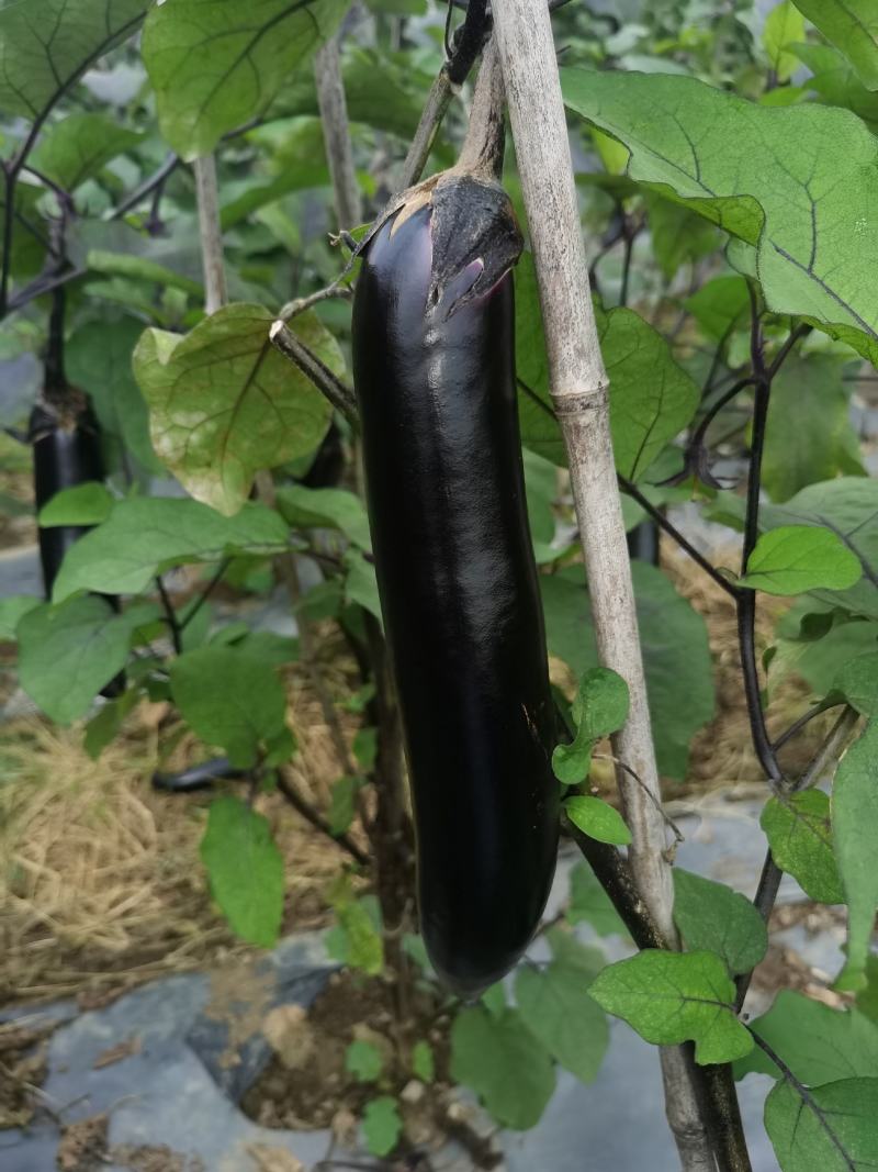 贵州黑茄，每天供应10吨
