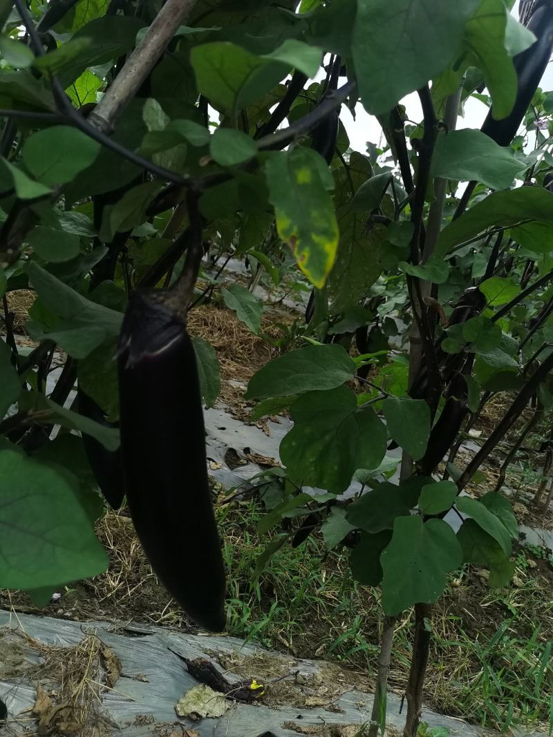 贵州黑茄，每天供应10吨