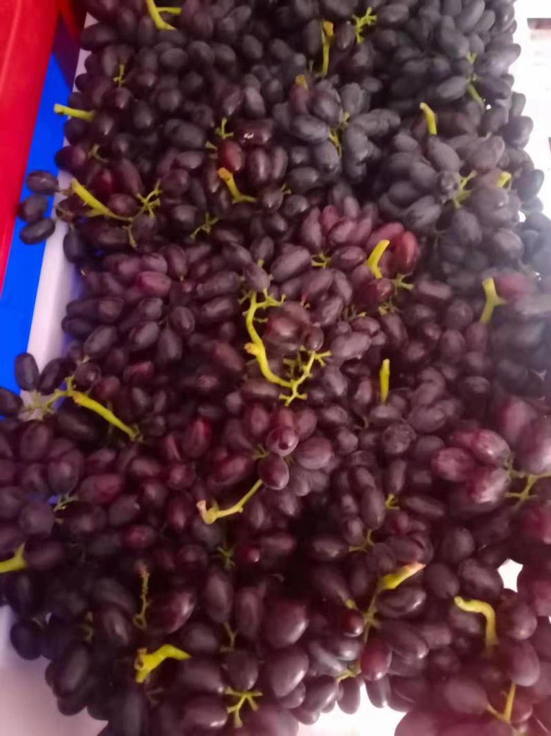 葡萄河北石家庄晋州葡萄紫甜无核A17新鲜上市大量有货