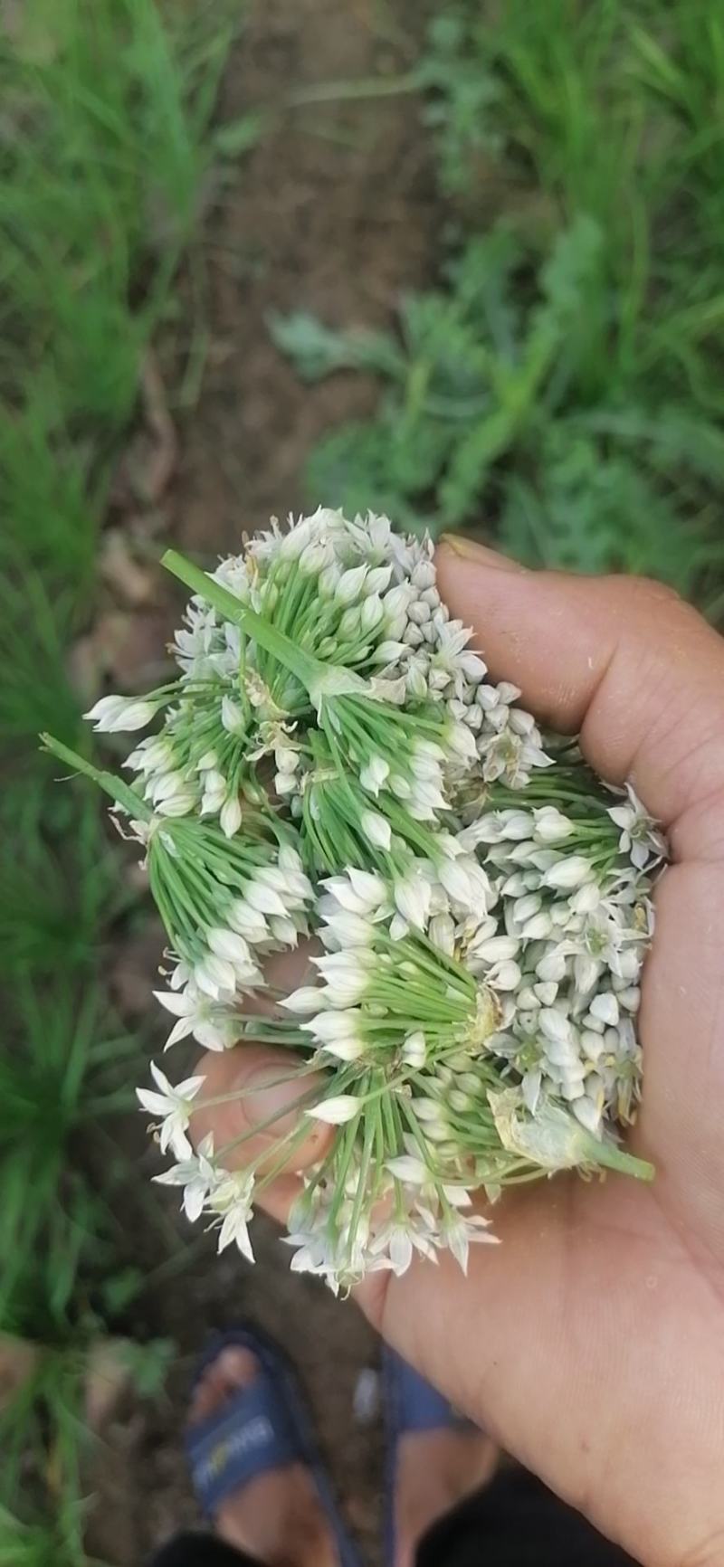 韭花3~5cm质量好的好的好的好好的好的