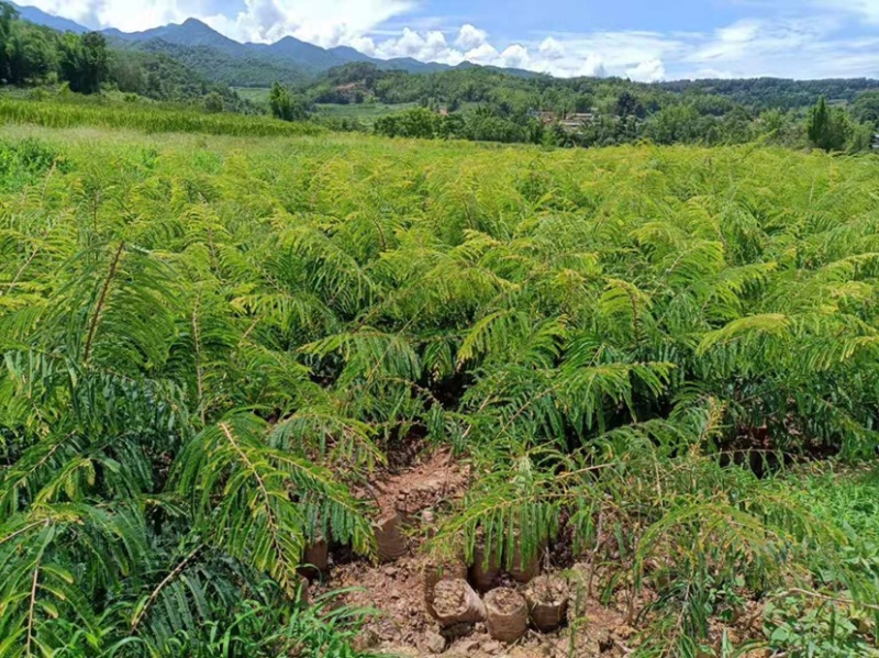 余甘子苗，油甘果苗，橄榄苗，滇橄榄嫁接苗，滇橄榄苗，橄榄