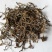 中药材石蝉草货品质量保证批发各种中药材