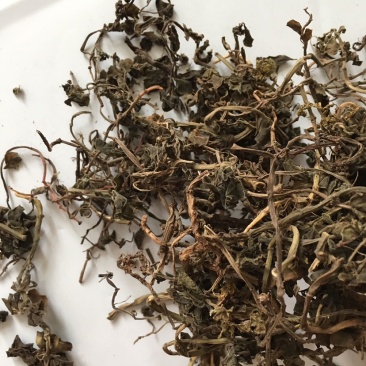 中药材石蝉草货品质量保证批发各种中药材