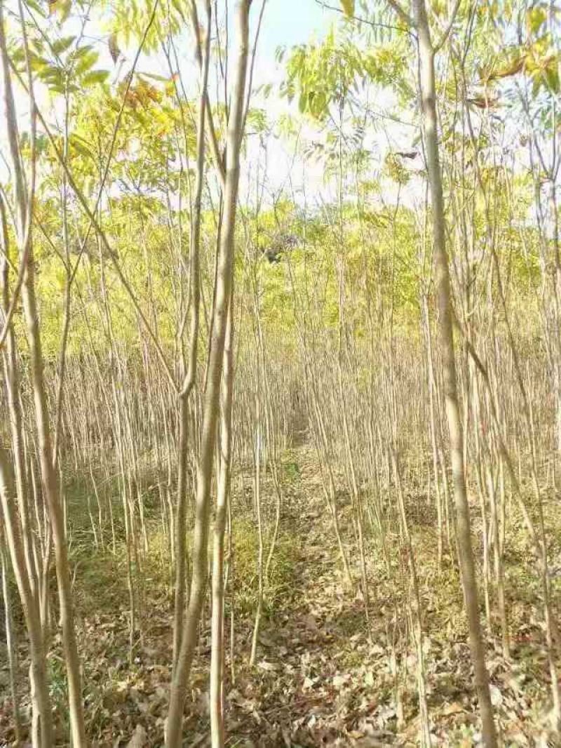 无患子/绿化苗木/乔灌木/无患子/原生态树苗/绿化苗木