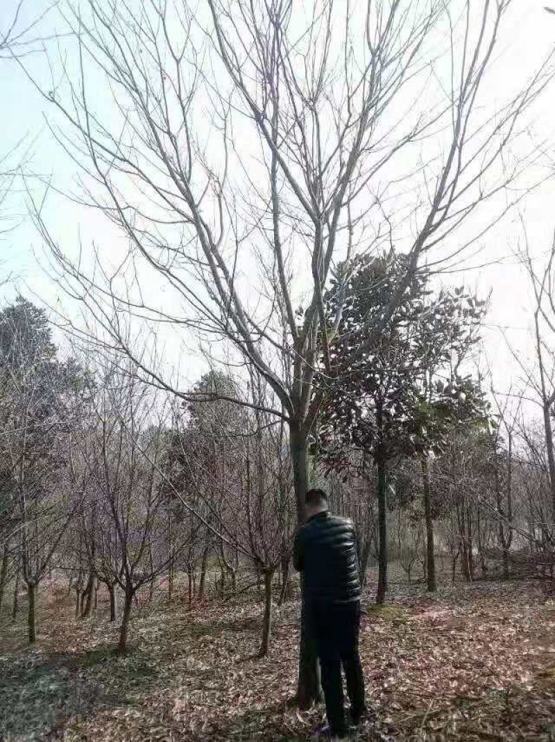 无患子/绿化苗木/乔灌木/无患子/原生态树苗/绿化苗木