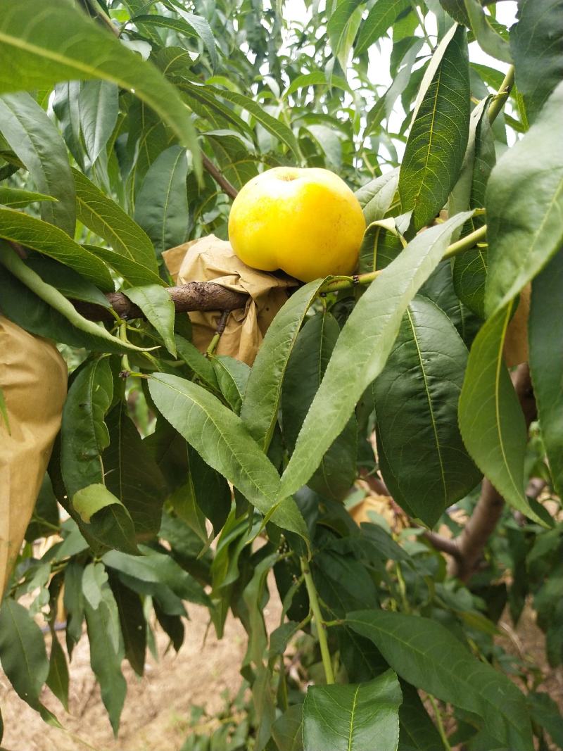 毛桃，油潘