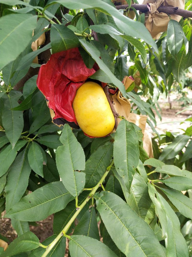 毛桃，油潘