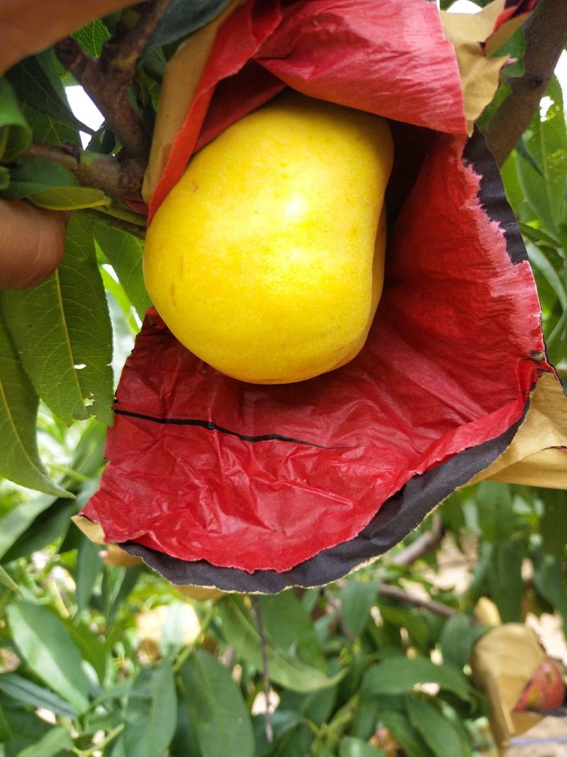毛桃，油潘
