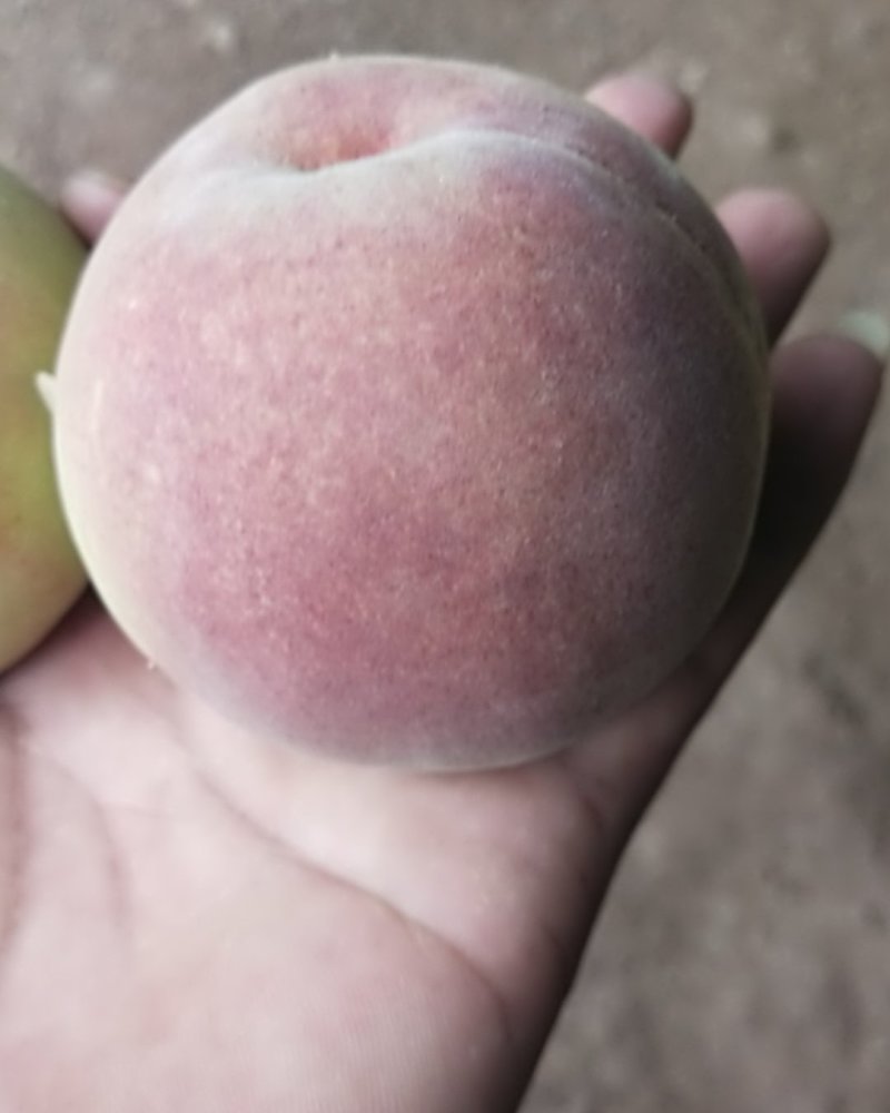 毛桃，油潘