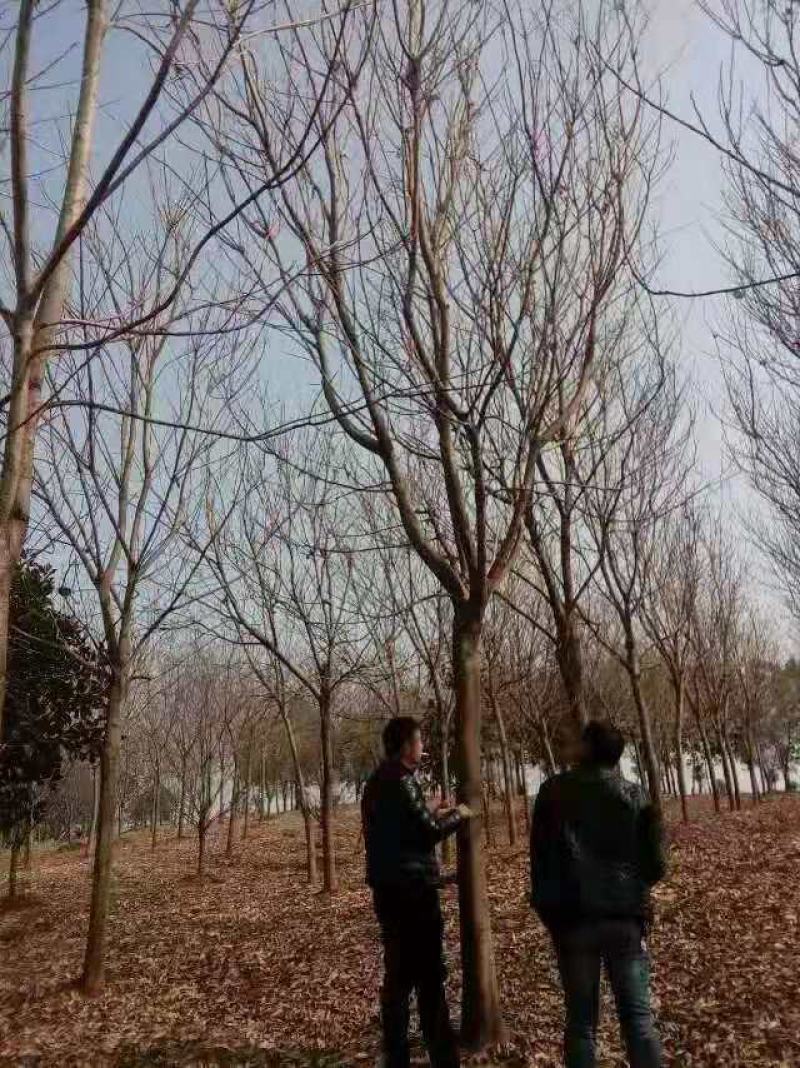 无患子/无患子树苗/绿化苗木/乔灌木/原生态树苗/林木