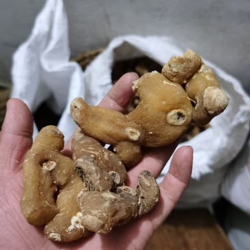 秦岭野生正品鸡头黄精姜型黄精鸡头根鸡头参选货药厂货都有