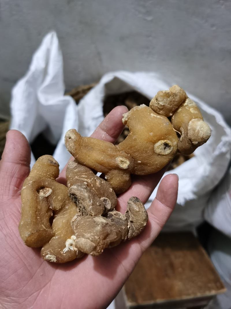 秦岭野生正品鸡头黄精姜型黄精鸡头根鸡头参选货药厂货都有