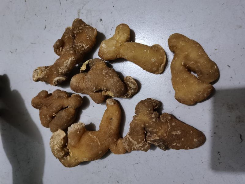 秦岭野生正品鸡头黄精姜型黄精鸡头根鸡头参选货药厂货都有