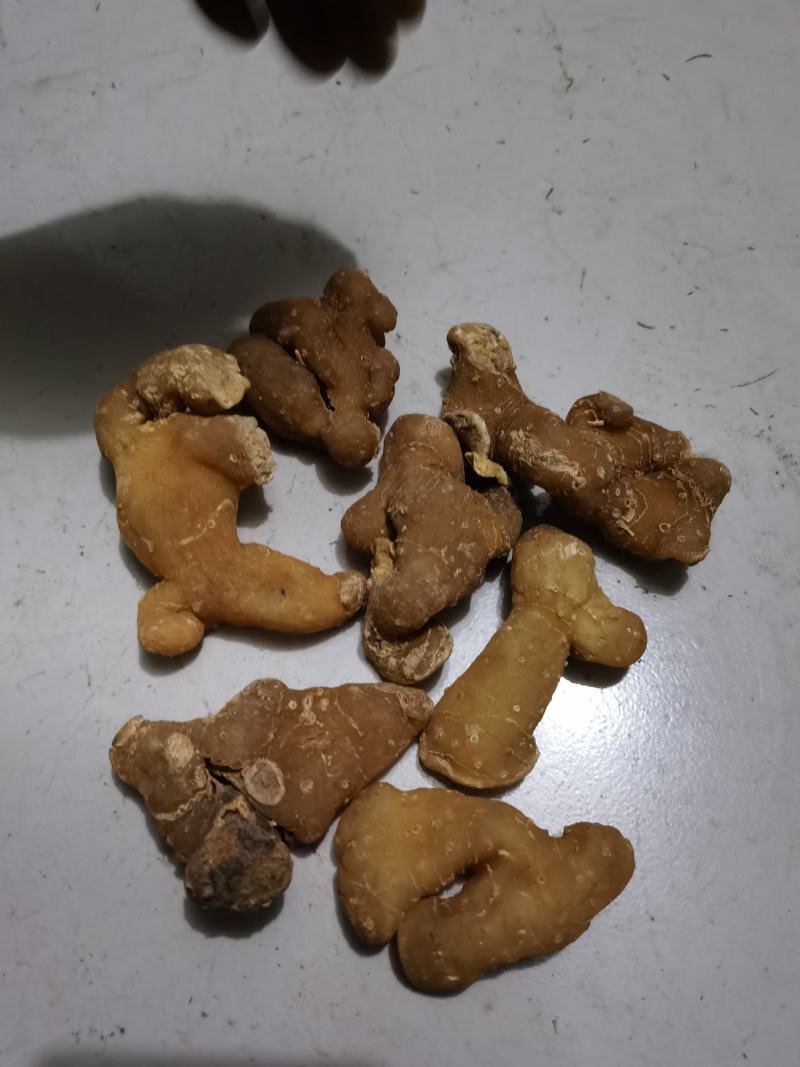 秦岭野生正品鸡头黄精姜型黄精鸡头根鸡头参选货药厂货都有