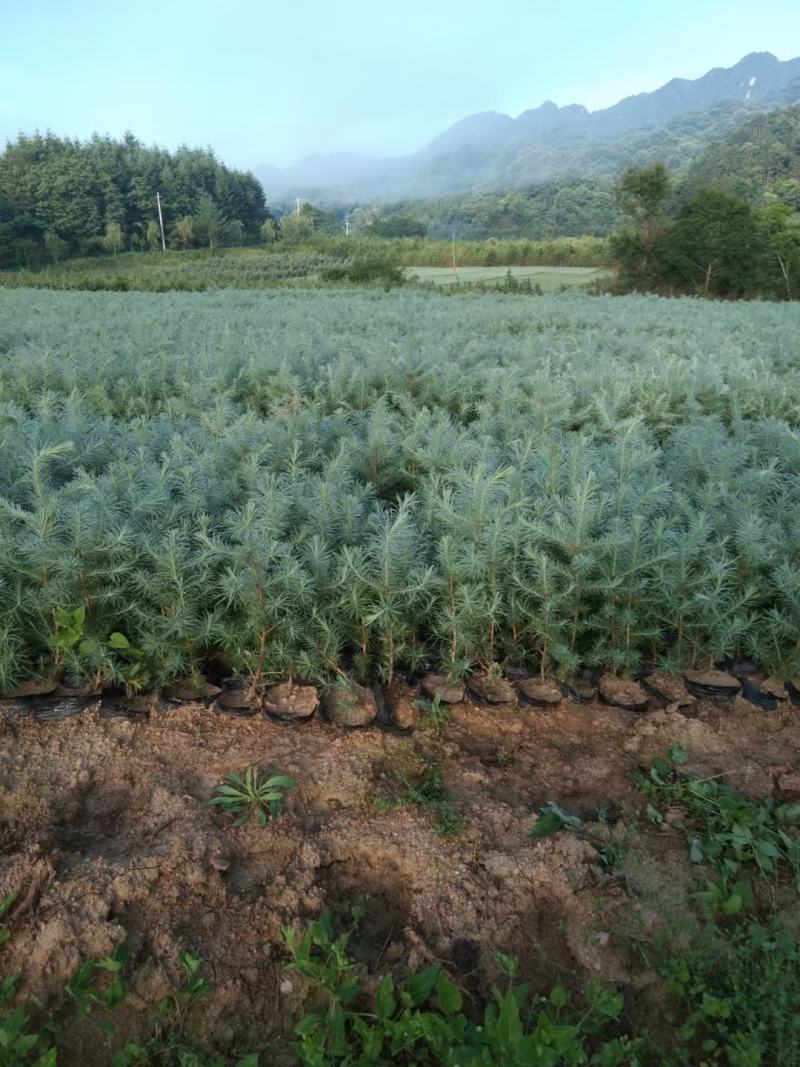 白皮松基地直销品质优良大量供应可视频看货