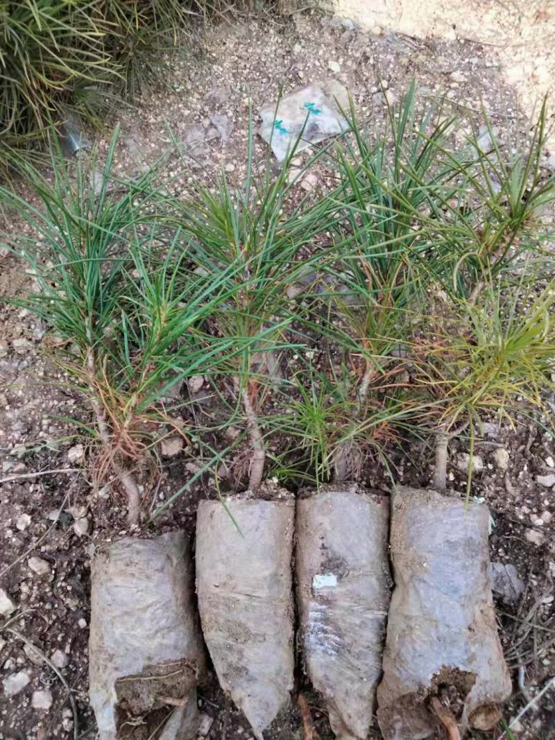 白皮松基地直销品质优良大量供应可视频看货