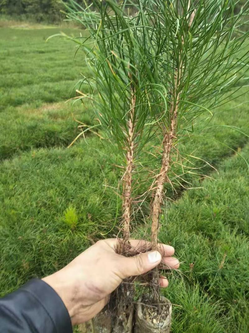 白皮松基地直销品质优良大量供应可视频看货