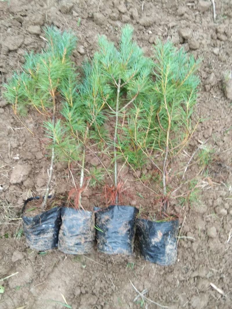 白皮松基地直销品质优良大量供应可视频看货