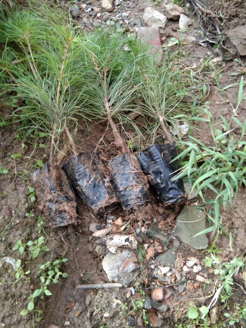 白皮松基地直销品质优良大量供应可视频看货