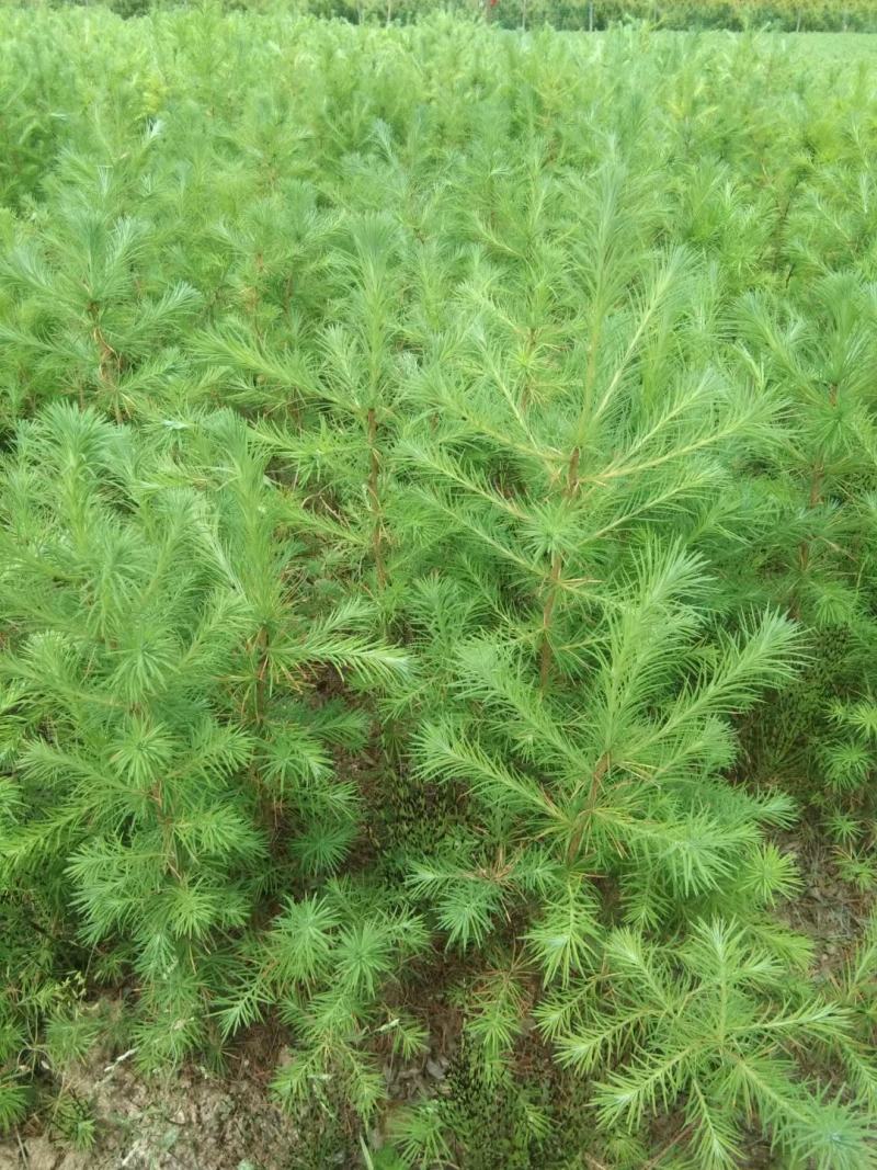 白皮松基地直销品质优良大量供应可视频看货