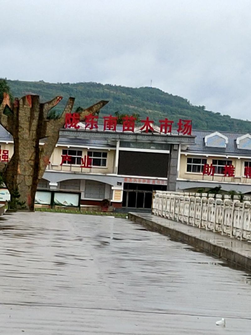 白皮松基地直销品质优良大量供应可视频看货