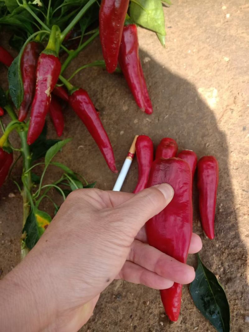 忻州鲜辣椒-千金红辣椒上市，走整车或加工打酱的老板联系